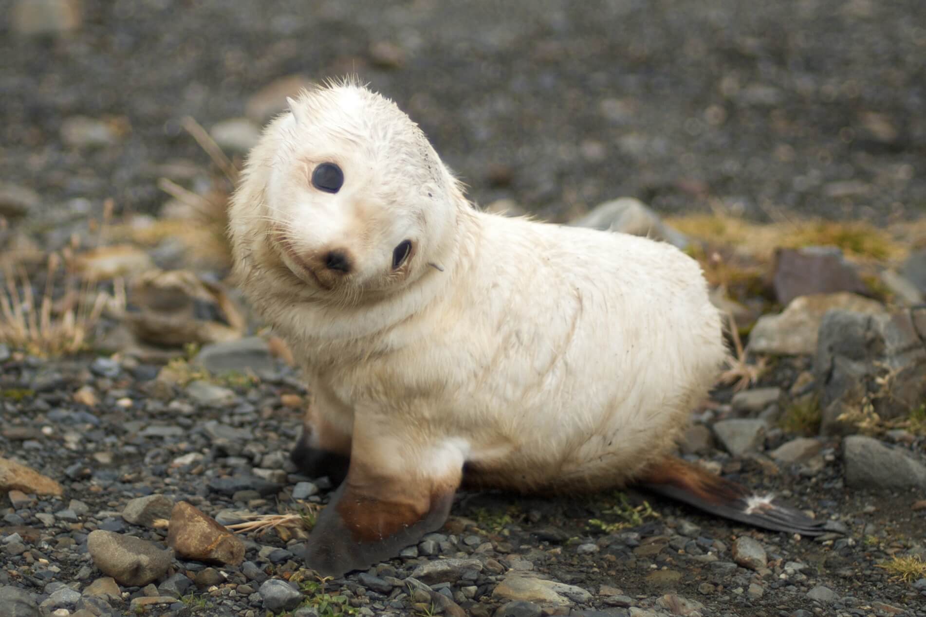 The Cutest Animals In South America RealWords